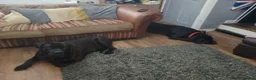 Cane Corso dogs for sale: Cane Corso  in Leicester - Advert 3