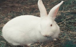 New Zealand rabbits for sale: 2 beautiful white new Zealand rabbits for sale. - Advert 2