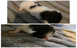 British Shorthair cats for sale: Kittens - Image 6