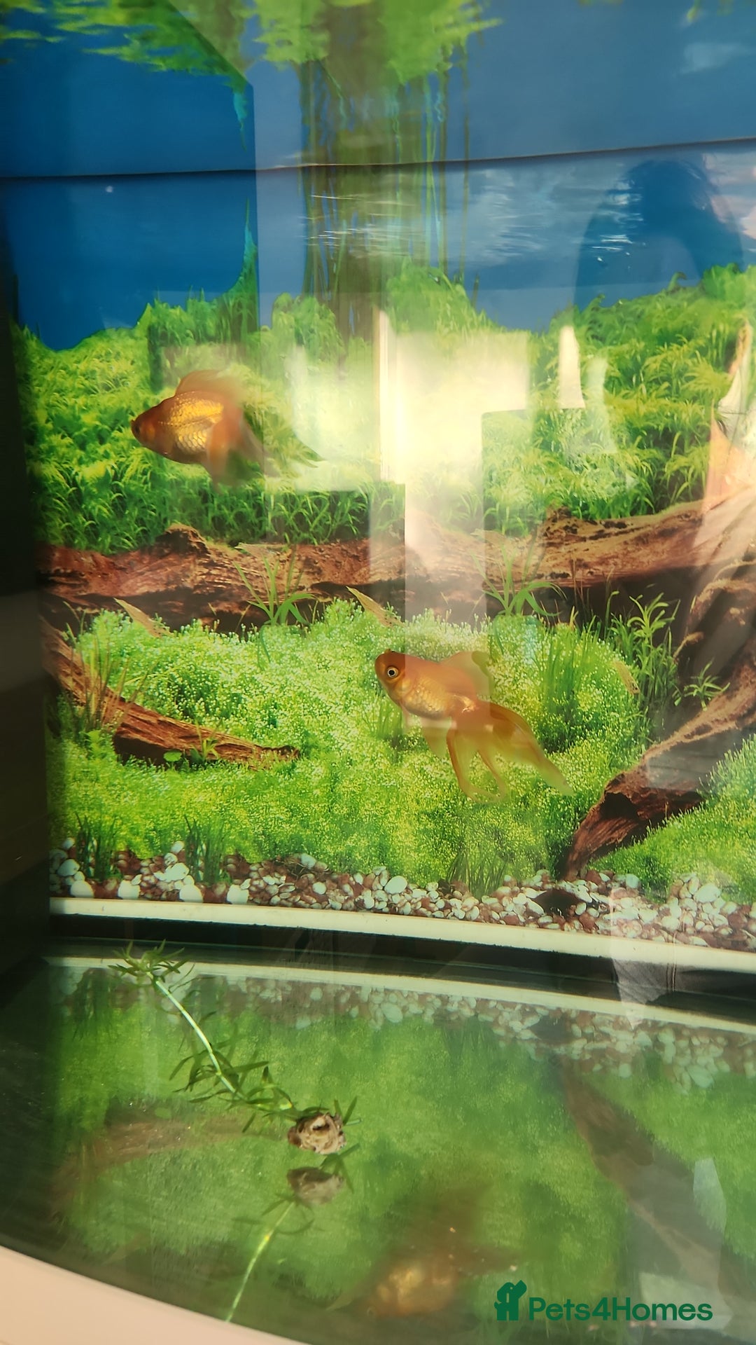 Fancy Goldfish fish for sale: 2 x fancy goldfish for sale  - Image 2