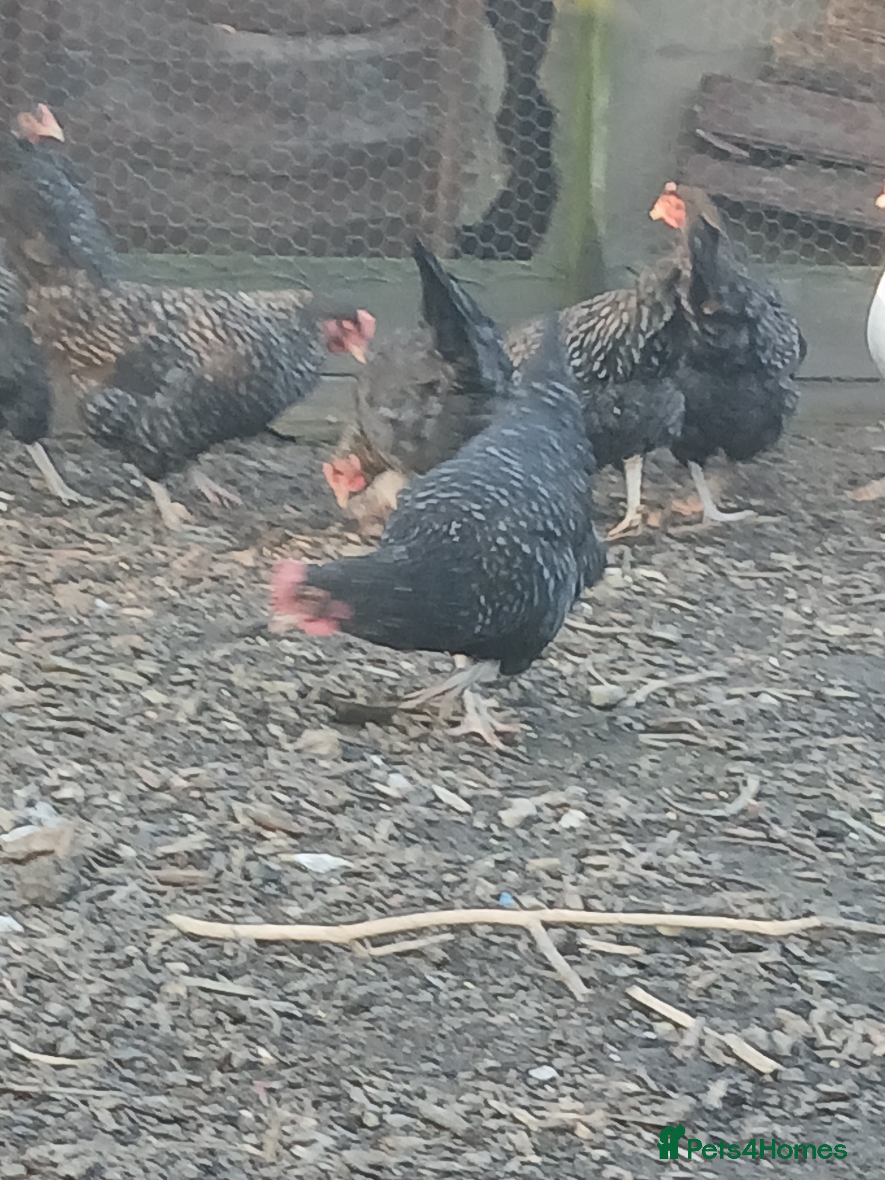 Chickens poultry Cuckoo maran pullets - Advert 5