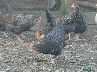 Chickens poultry Cuckoo maran pullets - Advert 5