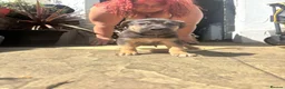 Mixed Breed dogs for sale: Cane shepherds - Advert 8