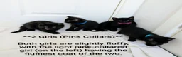 Mixed Breed cats for sale: Black Kittens 2 Boys - 2 Girls  - Advert 2