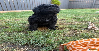Cavapoo dogs - Advert 15