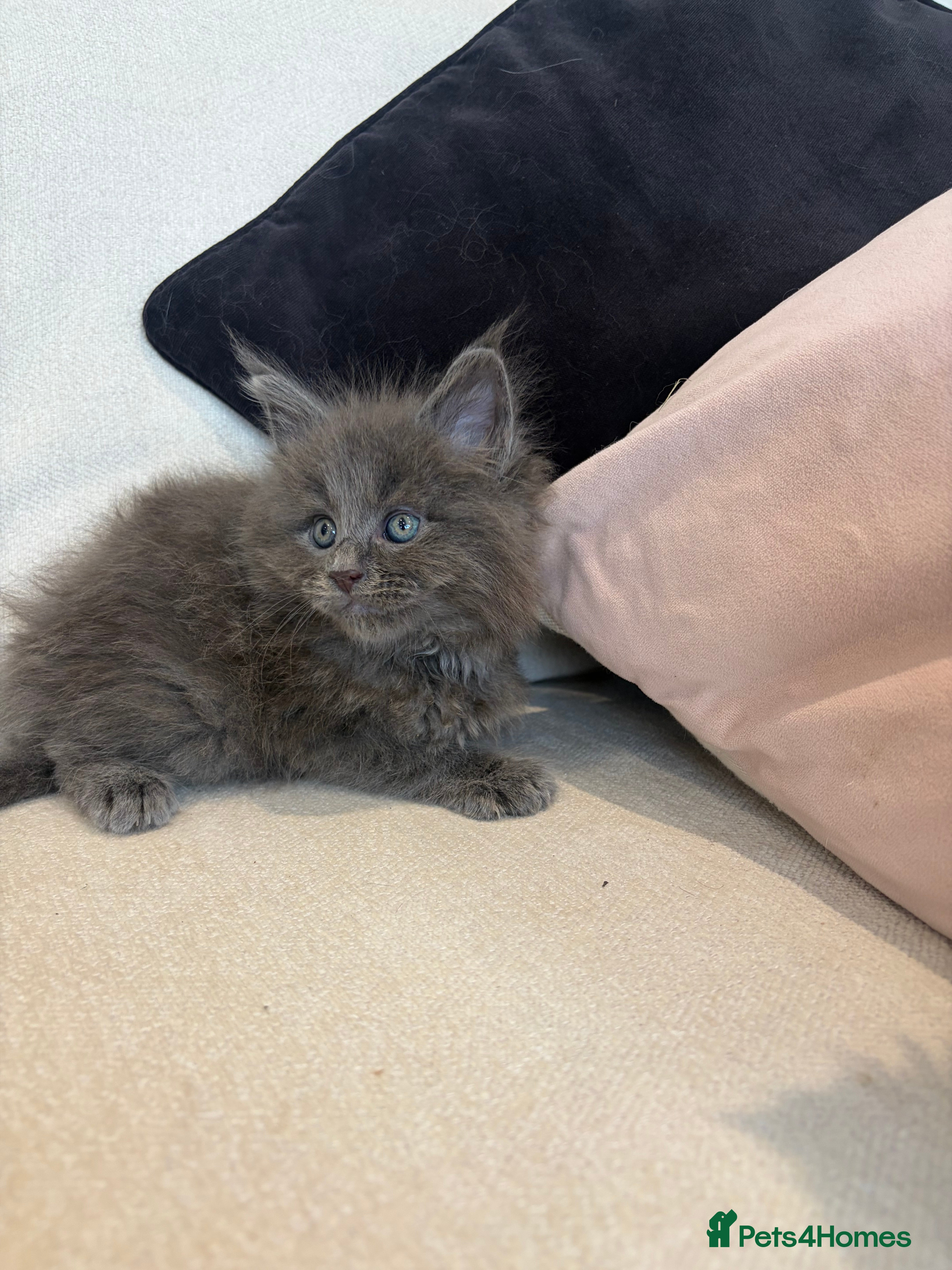 Maine Coon cats Stunning TICA Registered Maine Coon kittens ❤️❤️❤️ - Advert 2