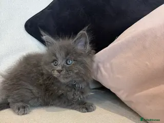 Maine Coon cats Stunning TICA Registered Maine Coon kittens ❤️❤️❤️ - Advert 2