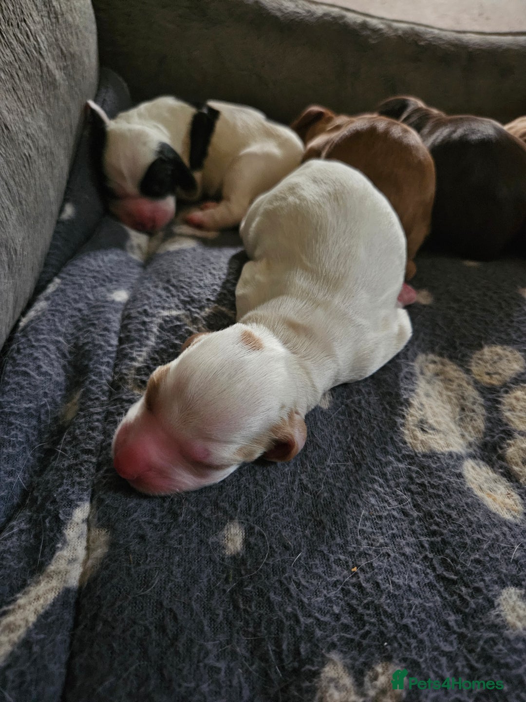 Cocker Spaniel dogs for sale: KC Working Cocker Spaniel Puppies - Advert 17