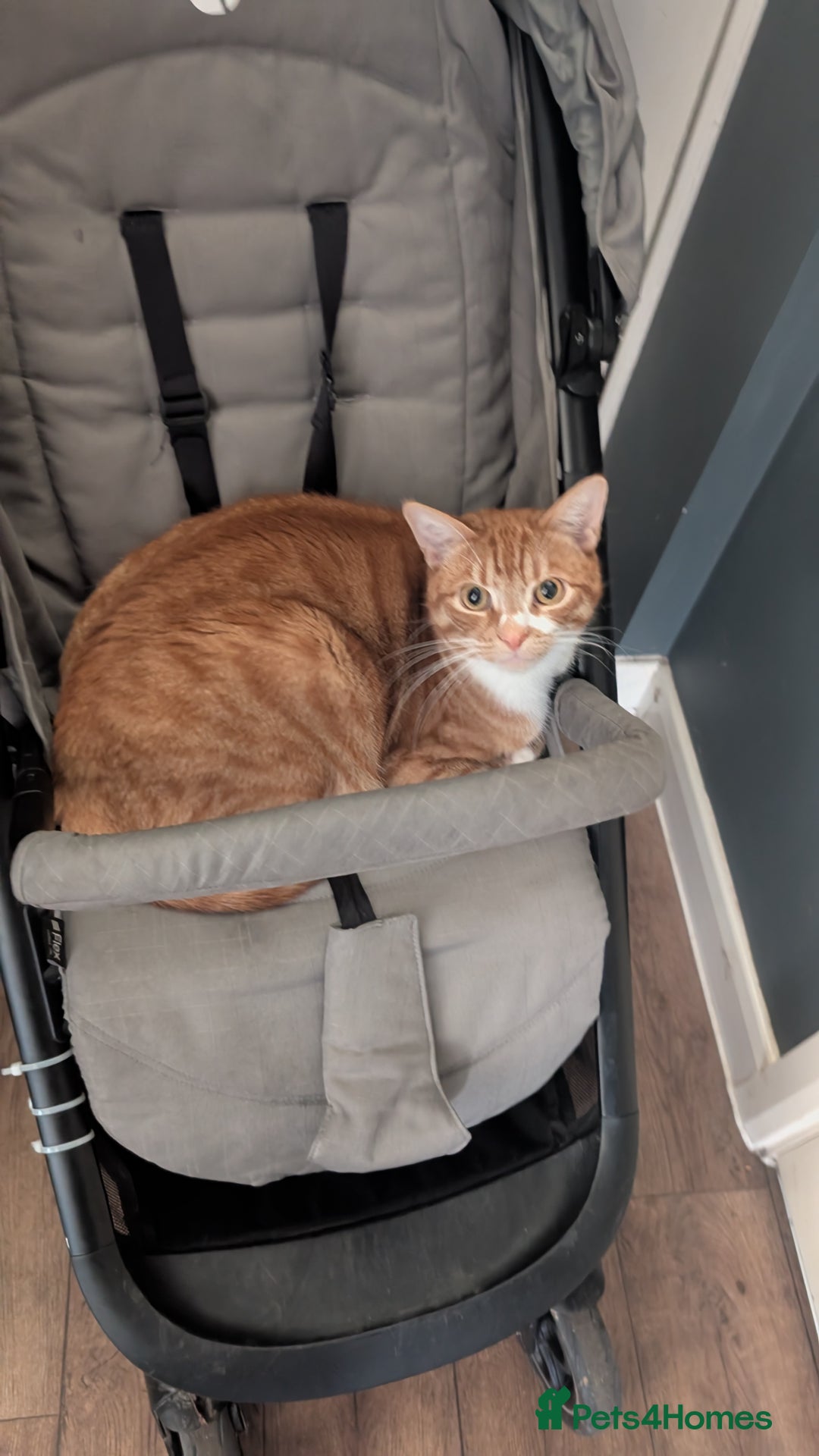 British Shorthair cats for sale: Ginger and white cat  - Image 4