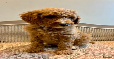 Standard Poodle dogs Beautiful KC Registered Standard Poodle Puppies - Advert 6