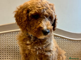 Standard Poodle dogs Beautiful KC Registered Standard Poodle Puppies - Advert 4