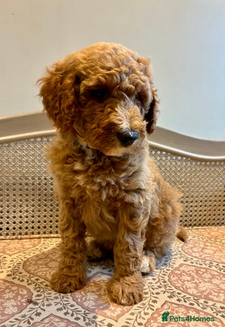 Standard Poodle dogs Beautiful KC Registered Standard Poodle Puppies - Advert 3