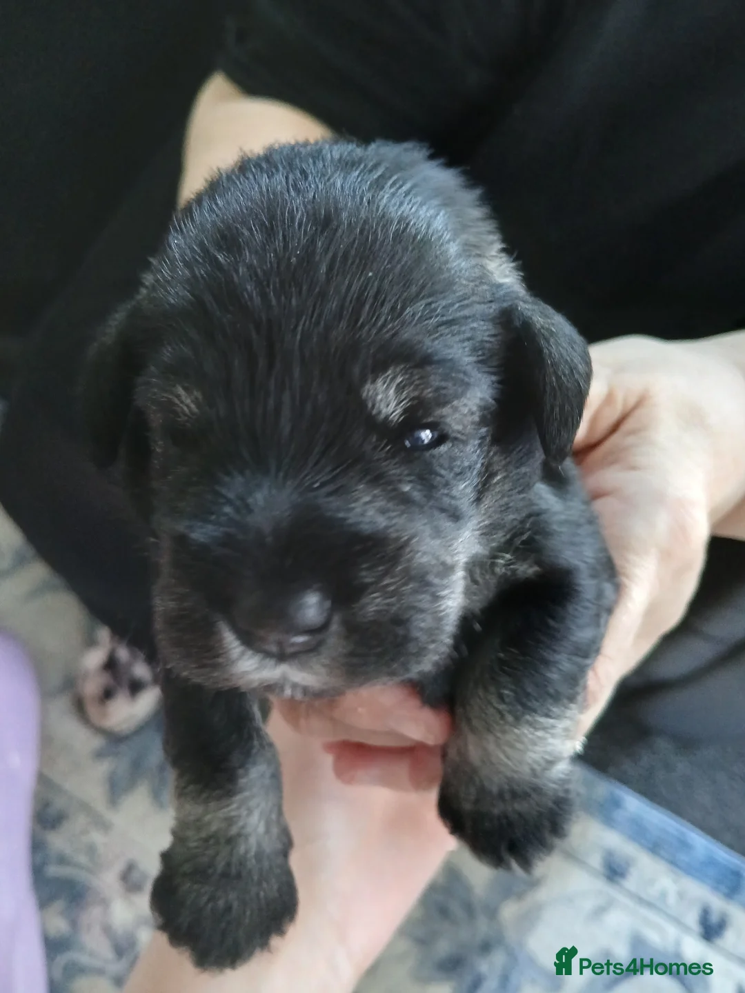 Miniature Schnauzer dogs for sale: Pepper & Salt Boy - Advert 3