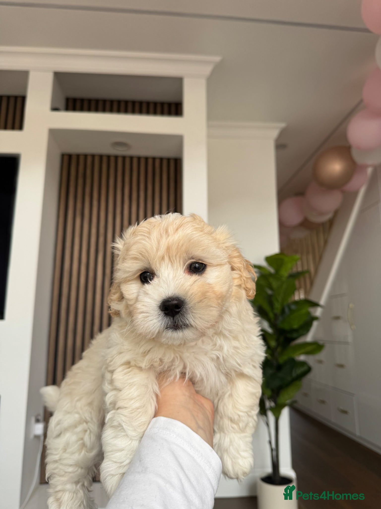 Bichon Frise dogs for sale: Two adorable boys are looking for a forever home🤎 in Bracknell - Advert 4