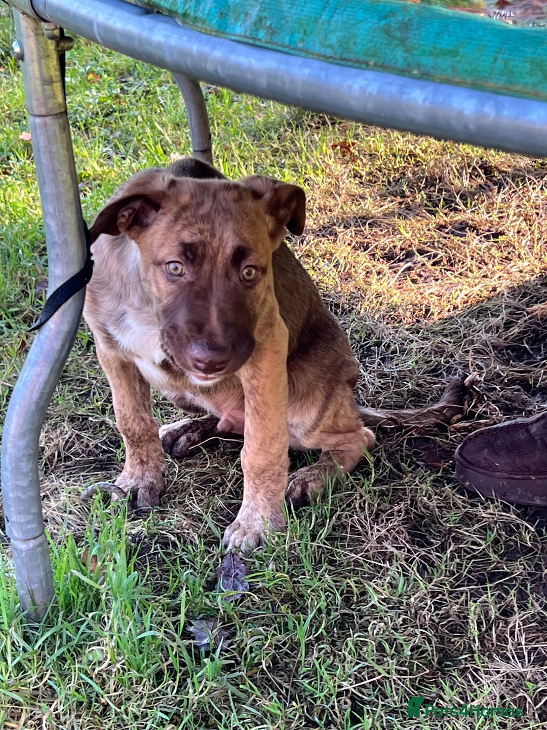 Mixed Breed dogs for sale: Staffy x Australian Kelpie  - Advert 31