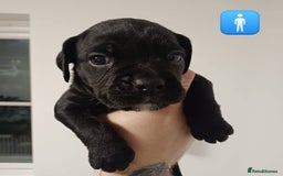 Mixed Breed dogs for sale: British Bulldog, Staffy Cross Pups - Advert 8