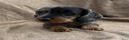 Dachshund dogs for sale: Miniature wire haired dachshunds 🐶 - Advert 18