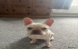 French Bulldog dogs for sale: 1 year old Frenchie  - Image 4