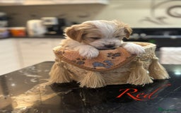 Mixed Breed dogs for sale: Peke-a-Chon puppies 🐶  - Image 17