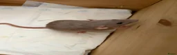 Rat rodents for sale: BABY RATS Mixed 8 weeks old  tame babies  - Advert 5