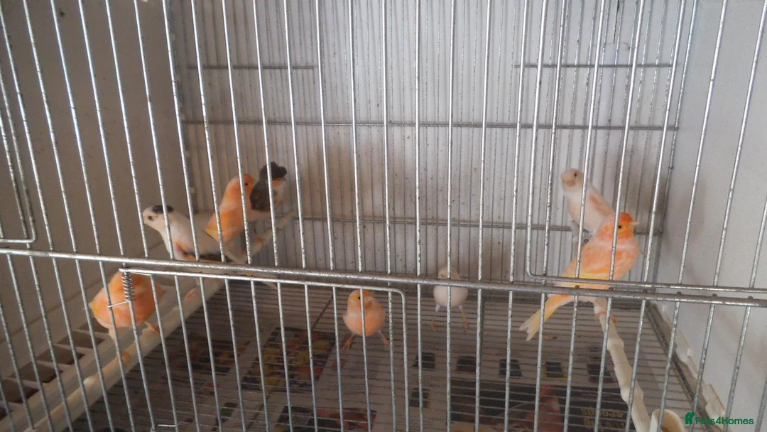 Canaries birds for sale: Portuguese Harlequin Canaries - Advert 3