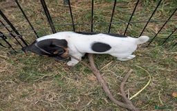 Jack Russell dogs for sale: Jack Russell puppys - Image 2