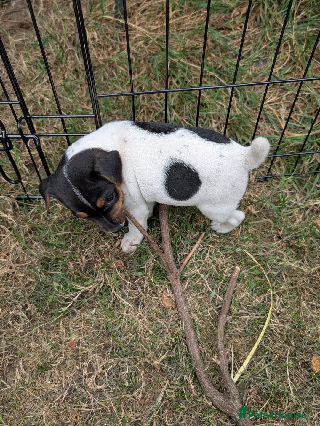 Jack Russell dogs for sale: Jack Russell puppys - Image 2