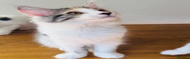 Maine Coon 2
