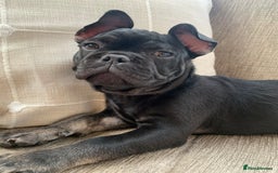 French Bulldog dogs for sale: Frenchie - Image 3