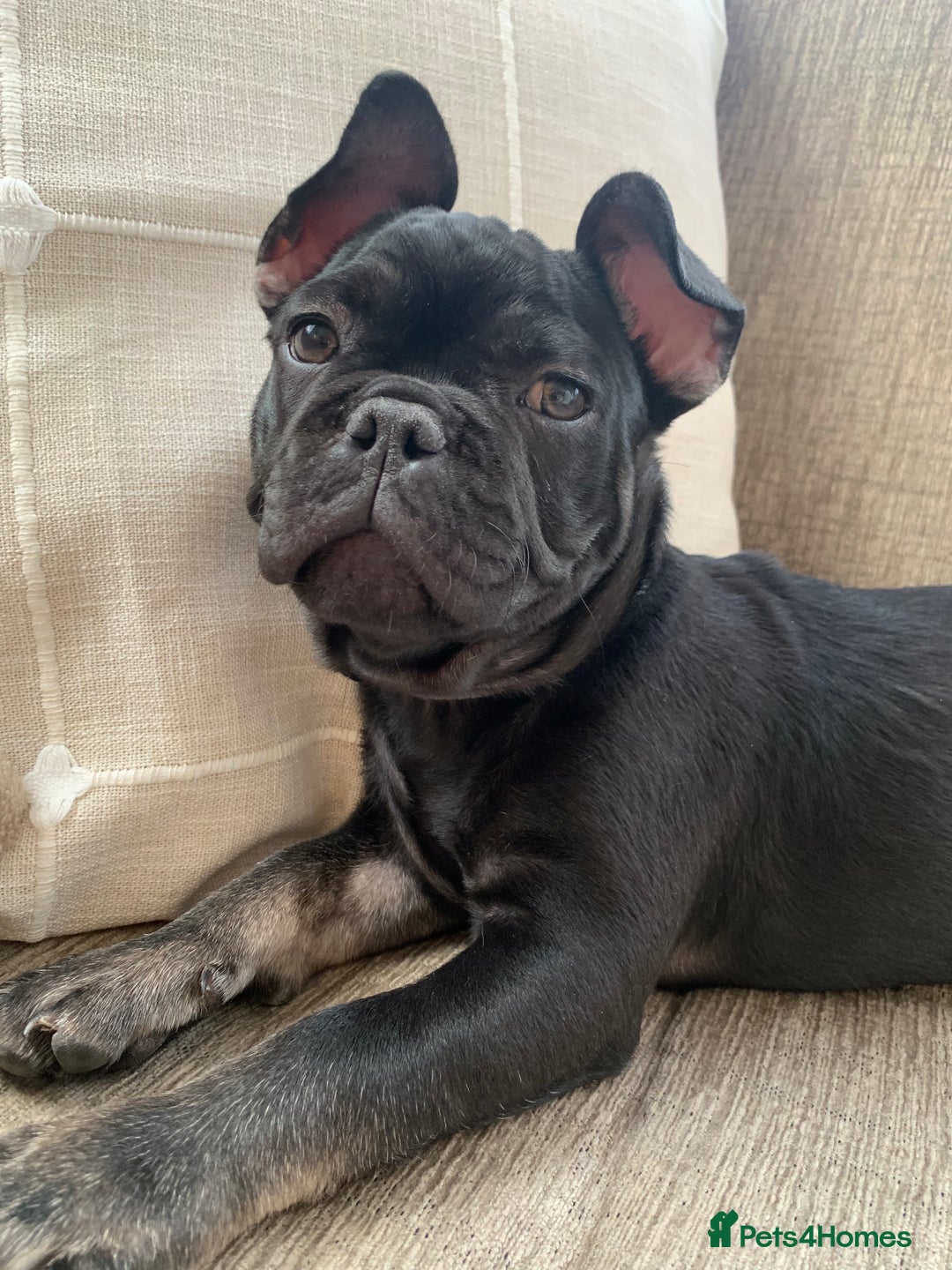 French Bulldog dogs for sale: Frenchie - Image 3