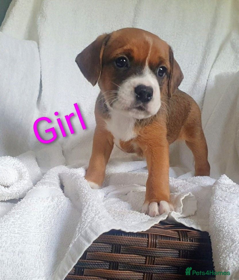 Mixed Breed dogs Beautiful pups for sale - Advert 1