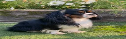 Cavalier King Charles Spaniel dogs for sale: Quality Cavalier King Charles puppy  - Advert 10