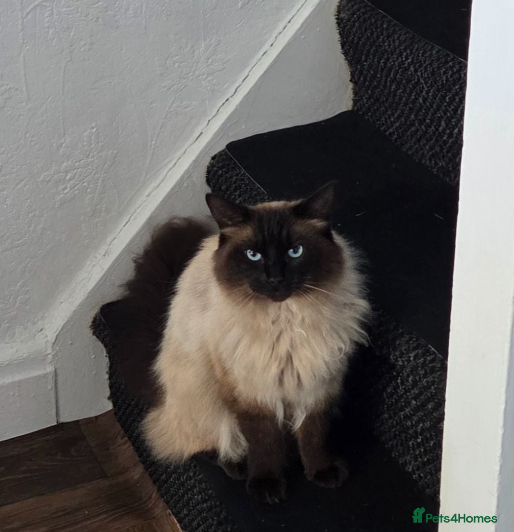 Ragdoll cats Leo Radgol - Advert 1
