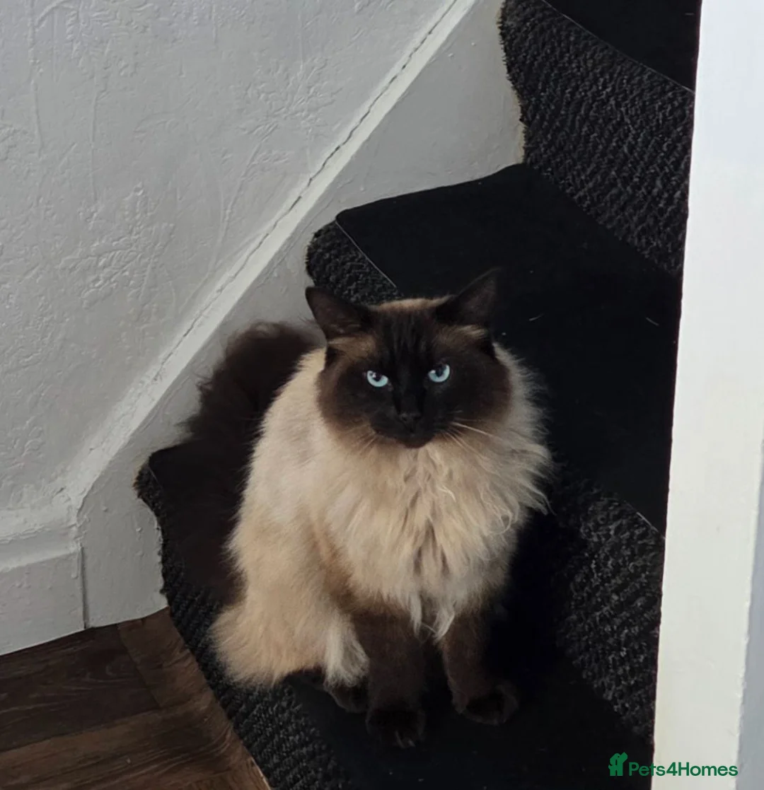 Ragdoll cats for sale: Leo Radgol - Advert 1