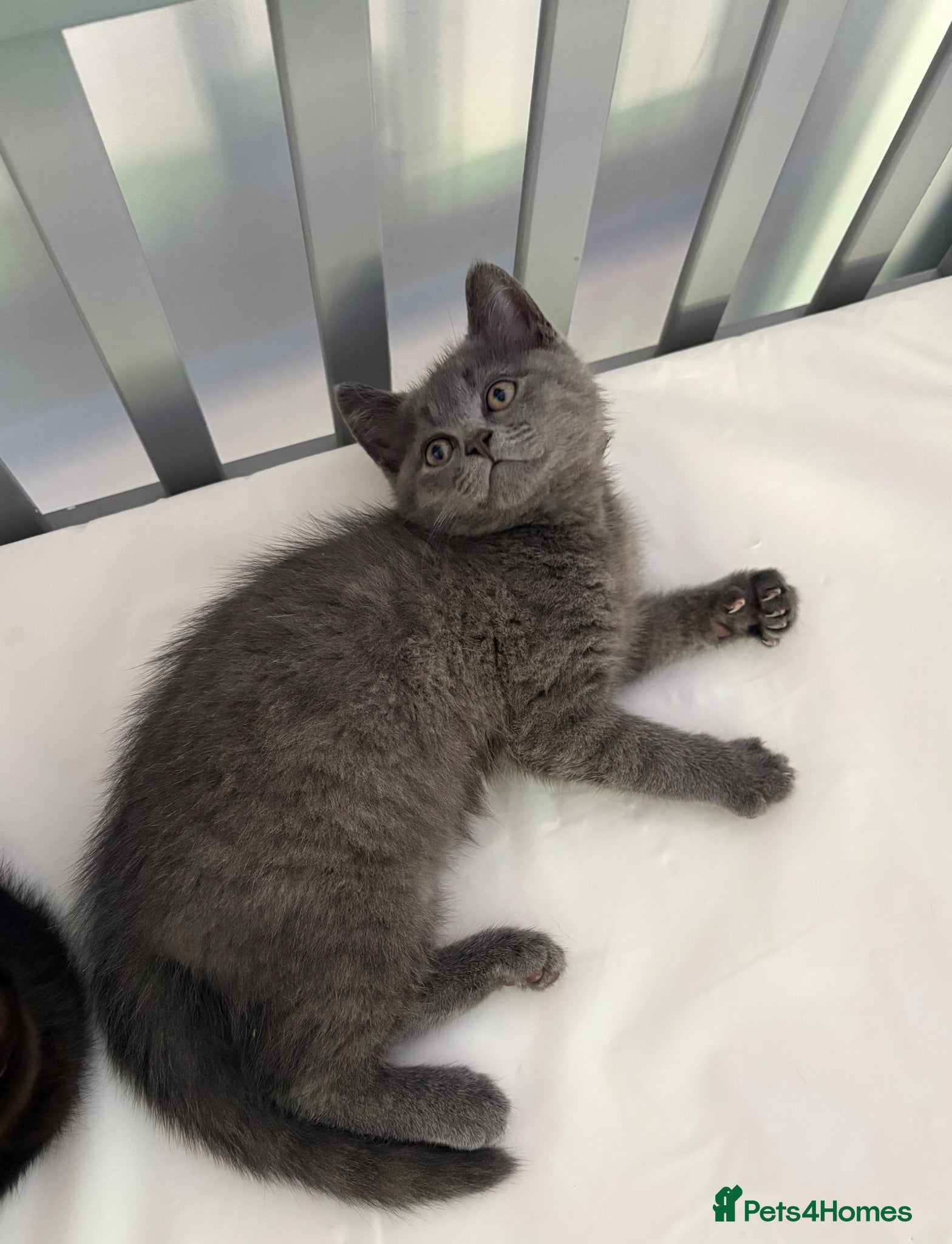 British Shorthair cats Mixed British Short Hair Kitten  - Advert 9