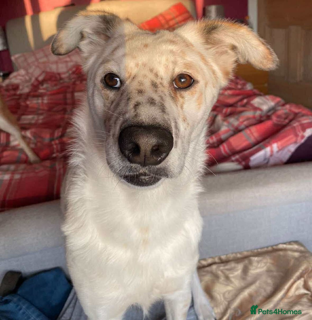 Mixed Breed dogs for adoption: Rescue dog Milly is looking for her second chance - Advert 1