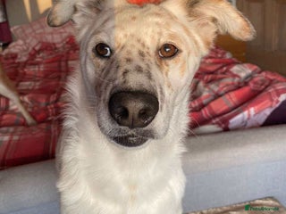 Mixed Breed dogs Rescue dog Milly is looking for her second chance - Advert 1