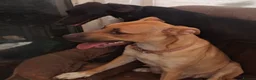 Mixed Breed dogs for sale: 9 mixed breed puppies in Salisbury - Advert 26