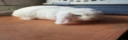 Mini Lop rabbits for sale: Pure bred mini lops  - Advert 2
