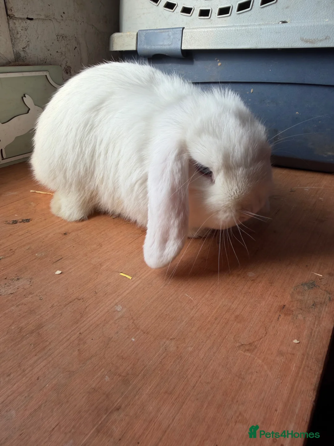 Mini Lop rabbits for sale: Pure bred mini lops  - Advert 2