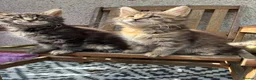 Maine Coon cats for sale: Maine coon kittens  - Advert 23