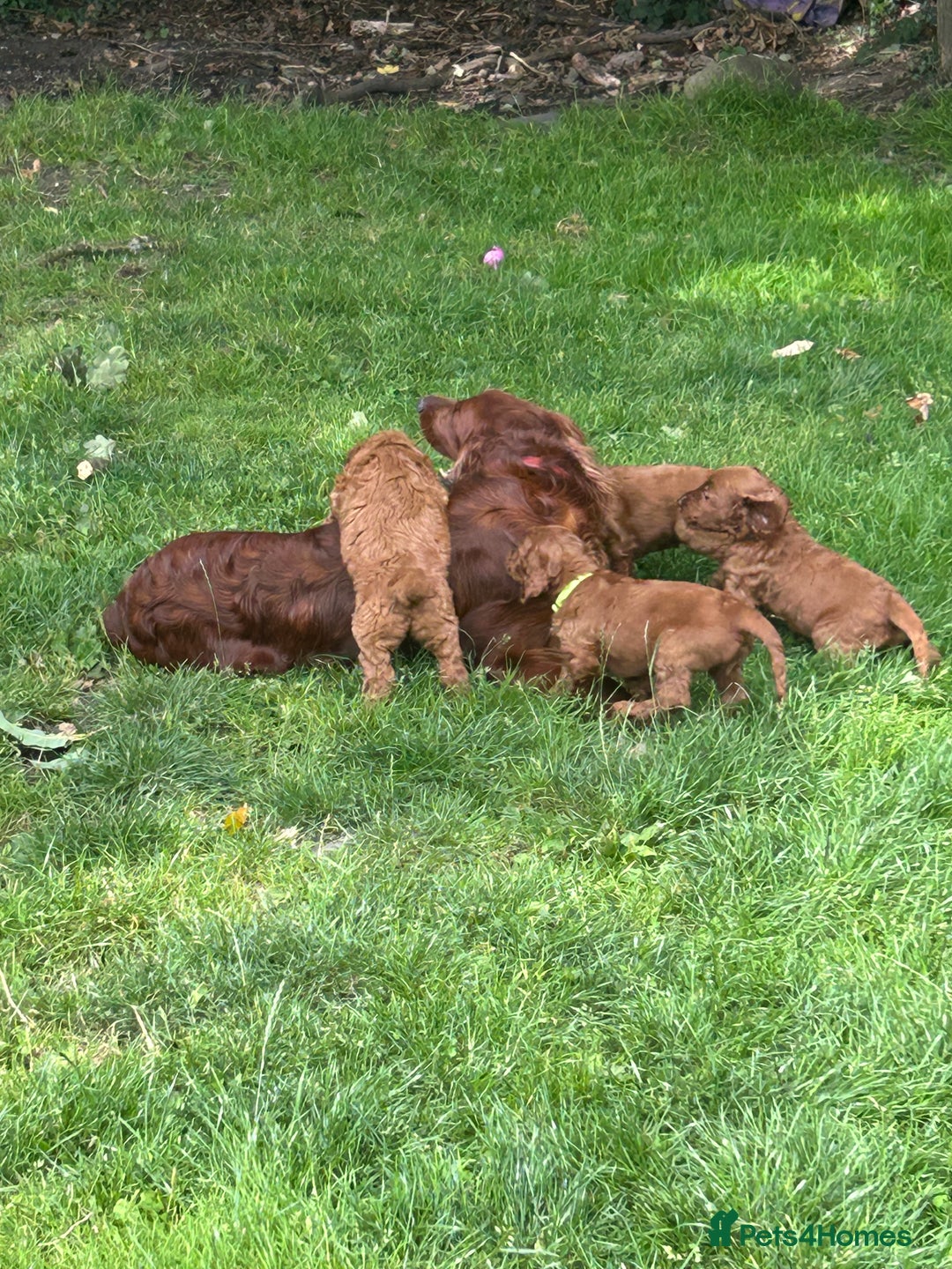 Irish Doodle dogs for sale: Irish doodles - Image 20