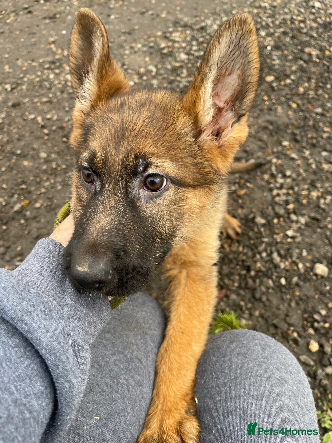 German Shepherd dogs for sale: German shepherd female x 2 - breeding g contract  - Advert 7