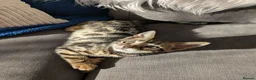Bengal cats for sale: Bengal kittens in Essex TICA registered purebred  in Colchester - Advert 10
