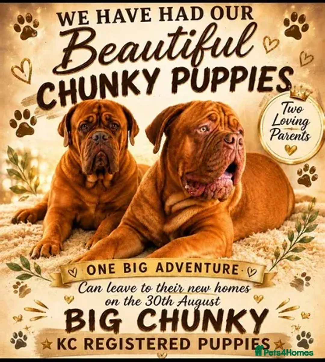 Dogue De Bordeaux dogs for sale: Exceptional KC registered Chunky Puppies  - Advert 1