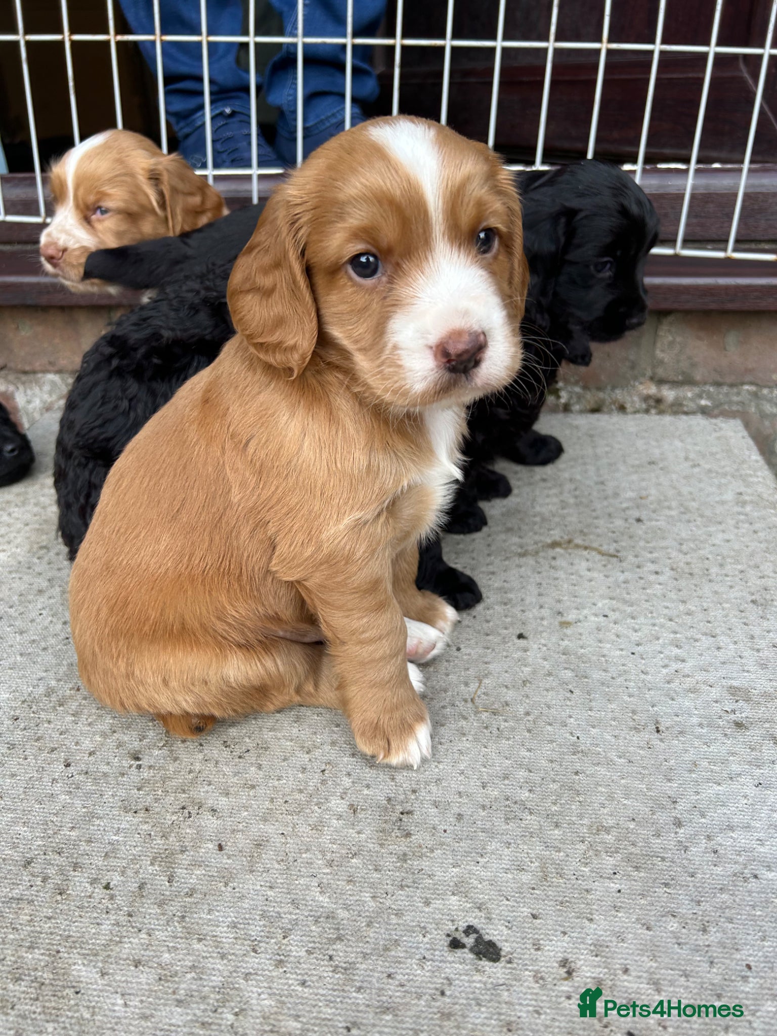 Cocker Spaniel Puppy 1