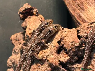 Lizard reptiles Baby jewelled lacerta european eyed lizards - Advert 1