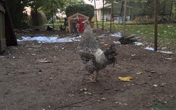 Chickens poultry for sale: Flock of Chickens - Image 8