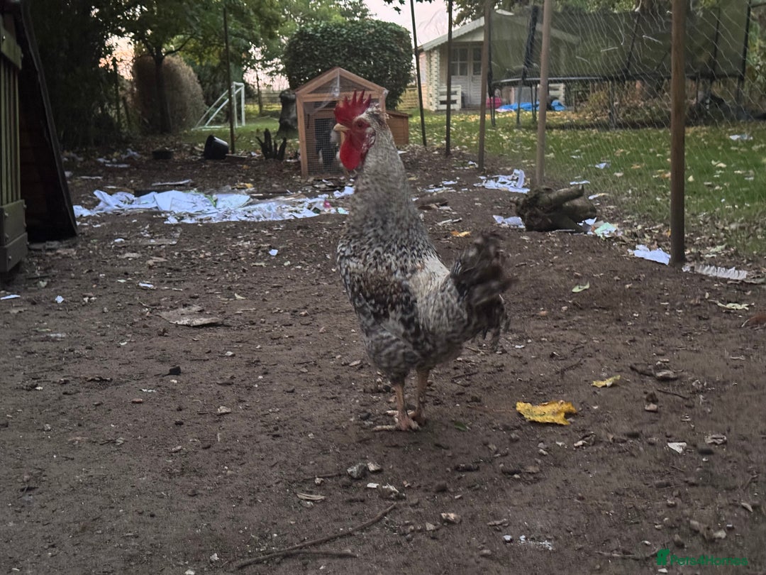 Chickens poultry for sale: Flock of Chickens - Image 8