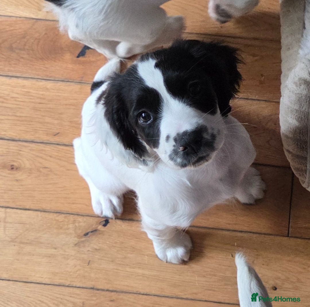 English Springer Spaniel dogs Health Tested Parents- KC Registered ESS - Advert 9